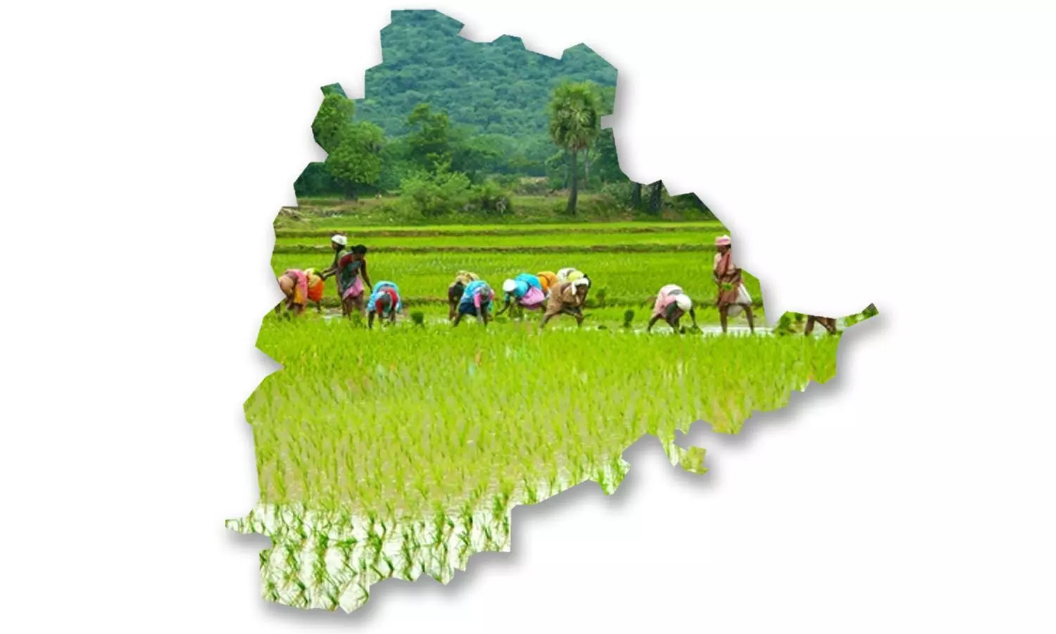 10 years of Telangana: Ushering in green revolution, State emerges  rice bowl of India