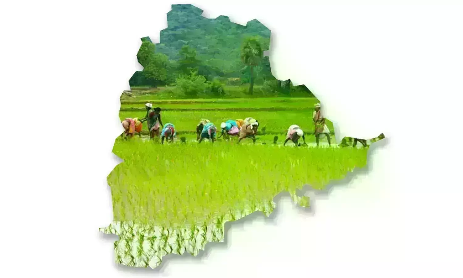 From existential farming to nation’s best, Telangana transforms its agricultural landscape