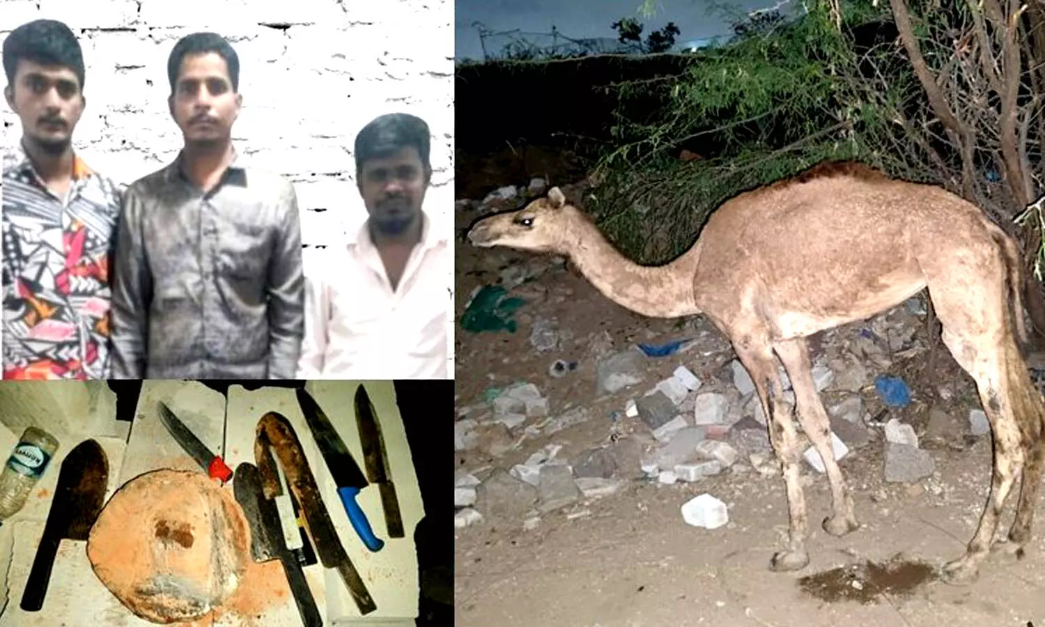 Three held for illegal possession of Camels in Hyderabad