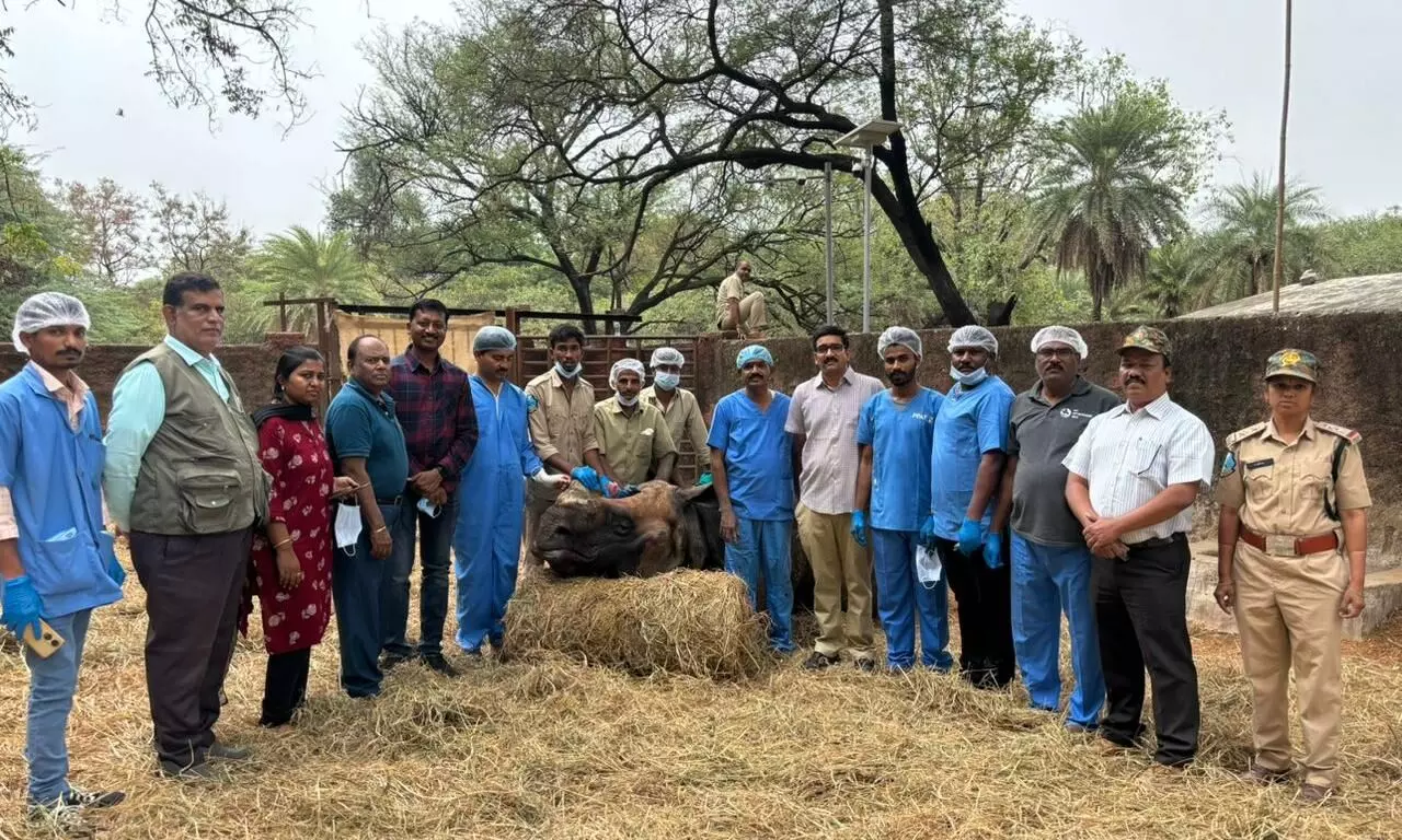 One-horned male Rhinoceros undergoes eye surgery in Nehru Zoological Park