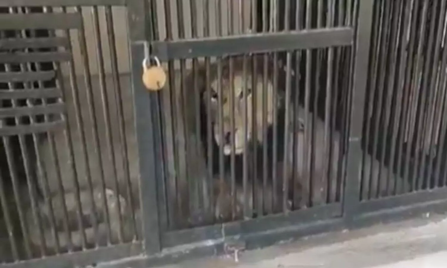 Rajasthan man mauled by lion in Tirupati Zoo