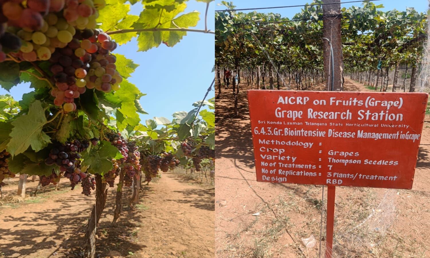 Hyderabad Grape Festival Pluck, taste, buy until last bunch at Grape