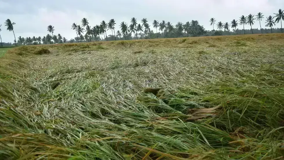 Govt to pay compensation to hailstorm-affected farmers in nine districts