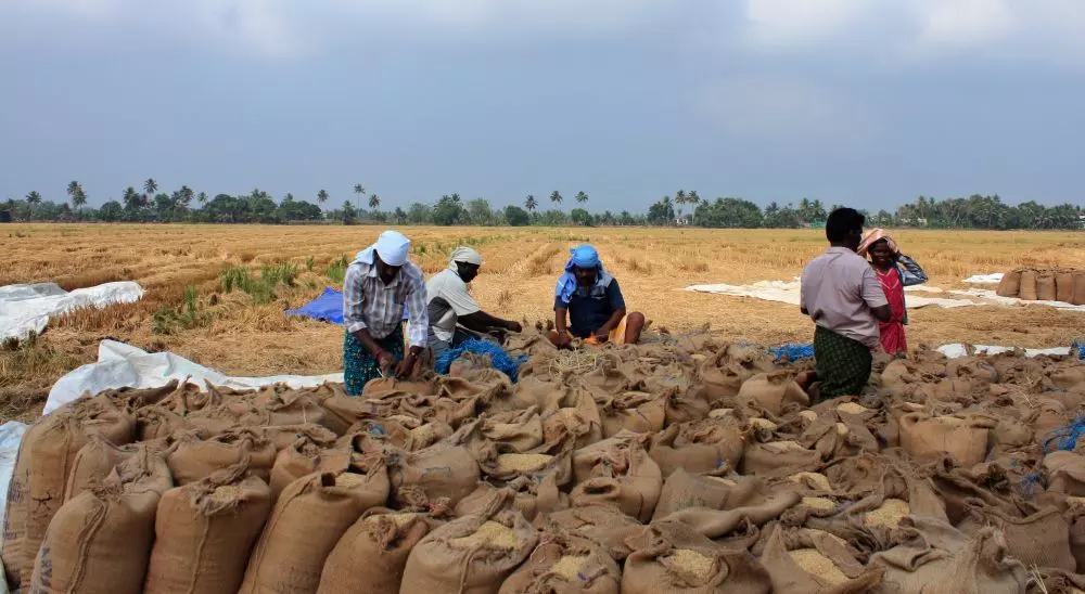 Telangana farmers in disarray: paddy procurement drops, tardy “Rythu Bandhu”, elusive Rs.500 bonus