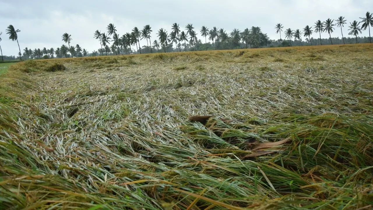 State Govt yet to decide on extent of crop damage compensation despite EC’s green signal