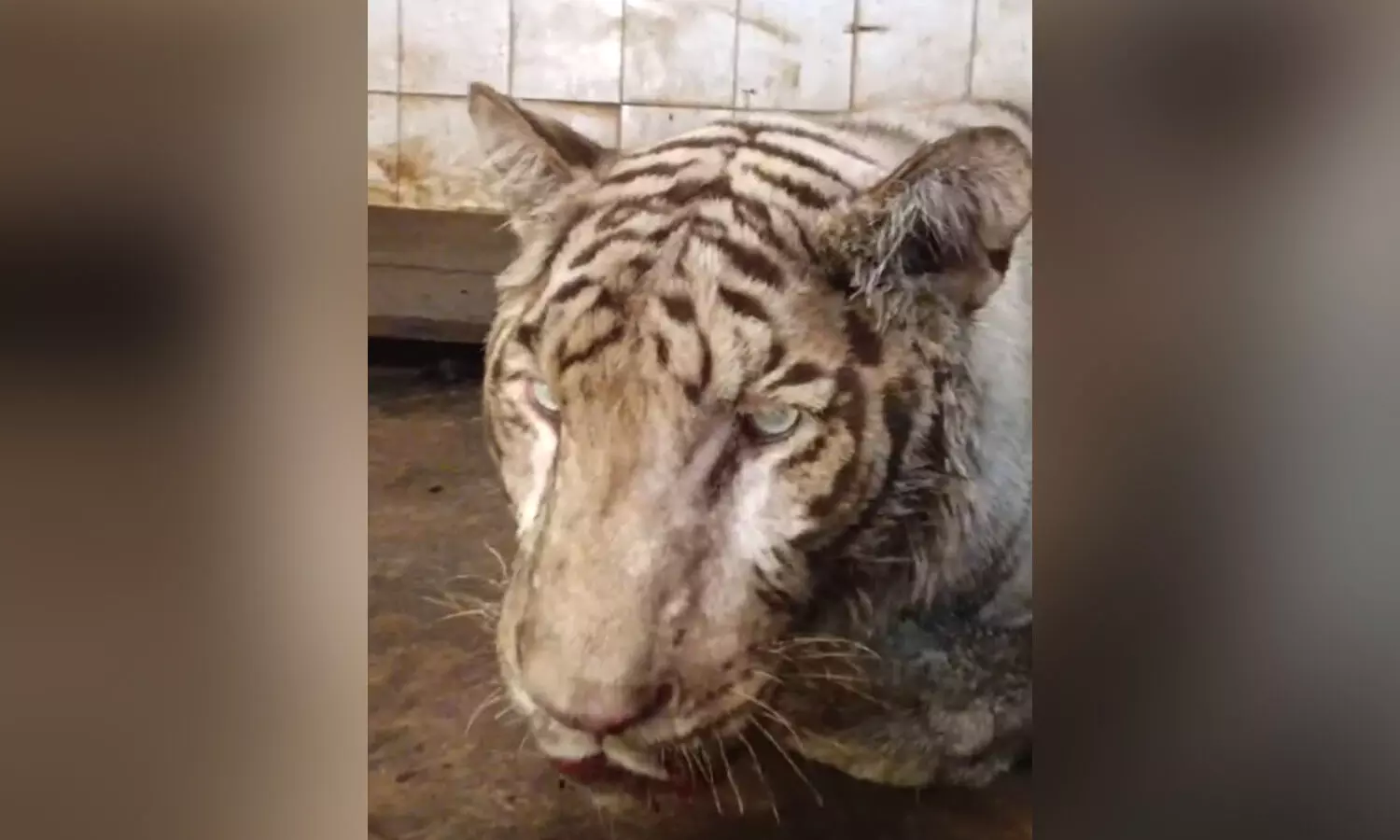 Nine-year-old White Bengal Tiger Abhimanyu dies at Nehru Zoological Park in Hyderabad
