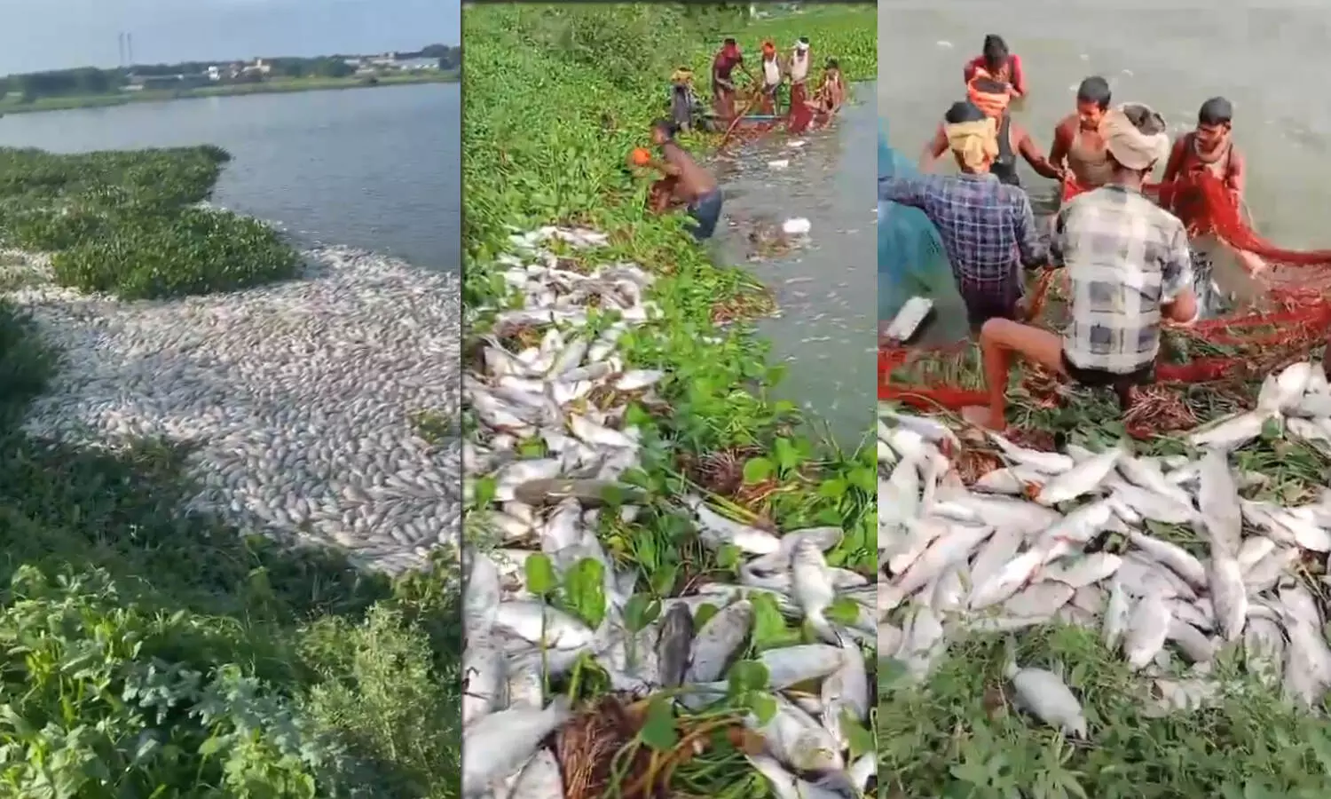 Over 10 tonnes of fish die in Chitkul Pond, chemical contamination suspected