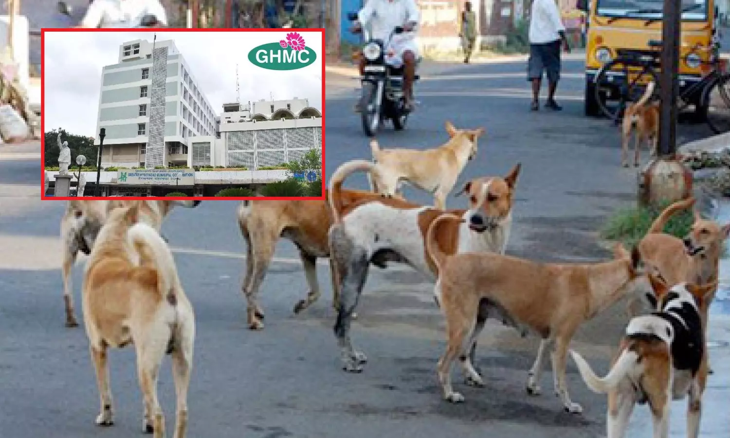 GHMC launches comprehensive street dog management programme