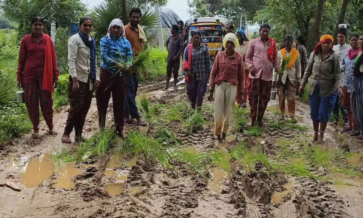 Telangana tribals stage unique protest, plant rice saplings on damaged road