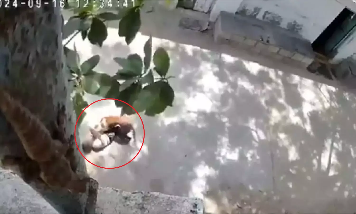 Street dog attacks child playing outside home in Kadapa