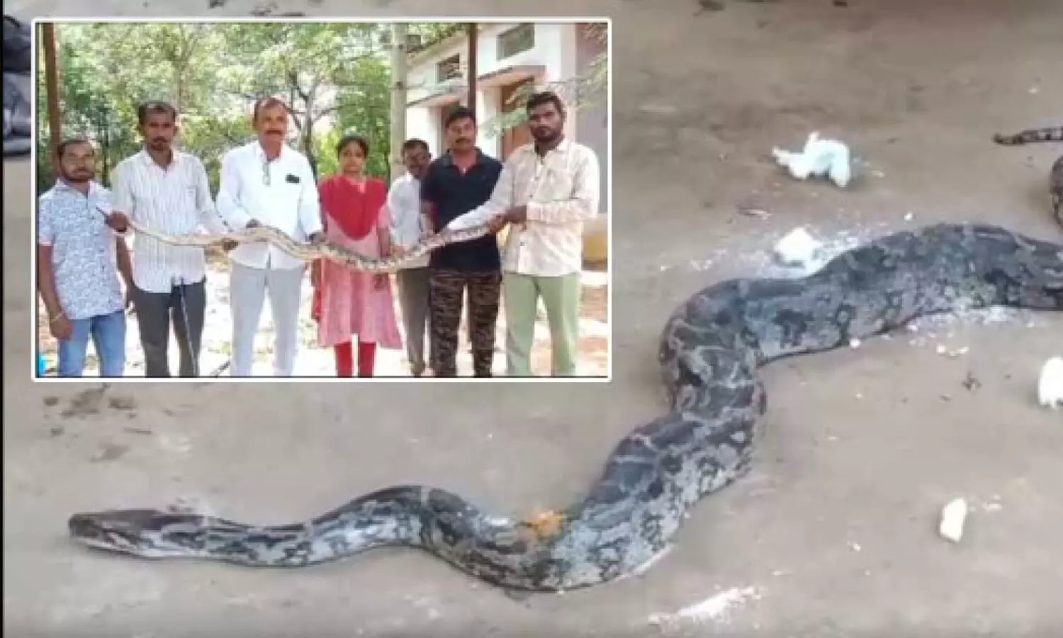 Python rescued from Mancherial police station, released into forest after treatment