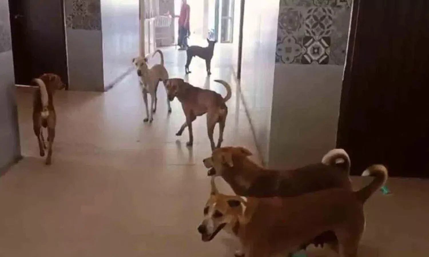 Stray dogs roam inside Nagarkurnool hospital, causing panic among patients