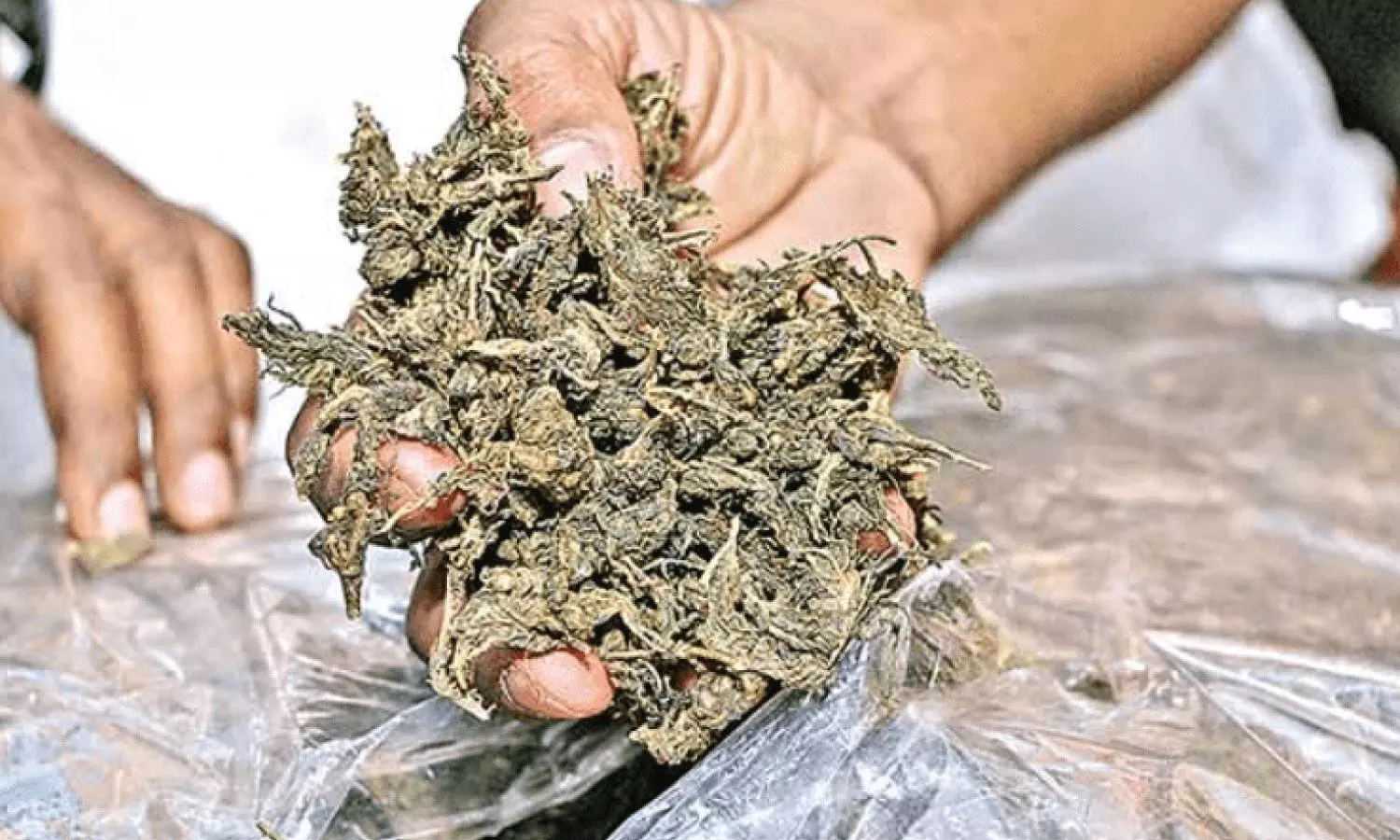 1,611 Kg of ganja worth Rs 4 crore destroyed in Khammam