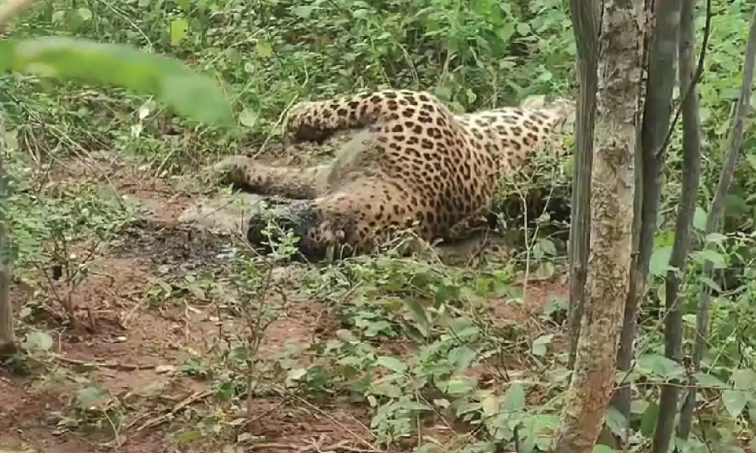 Leopard found dead in suspicious circumstances in Nallamala