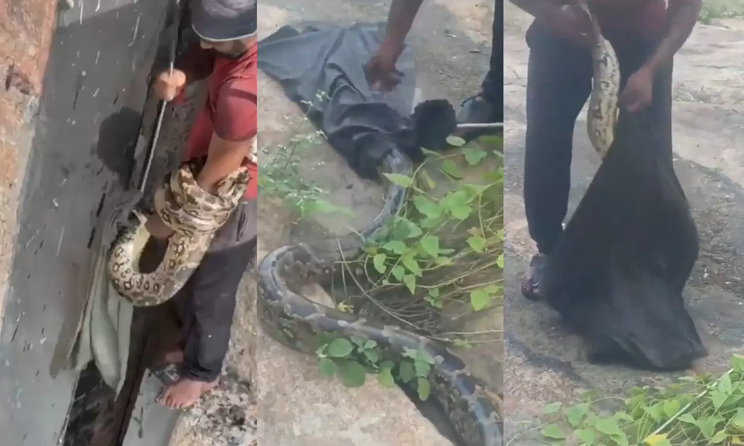 Large python rescued near Himayat Sagar crest gate