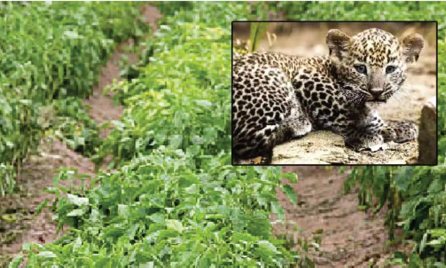 Leopard cub spotted in Khammam district’s chilli farm