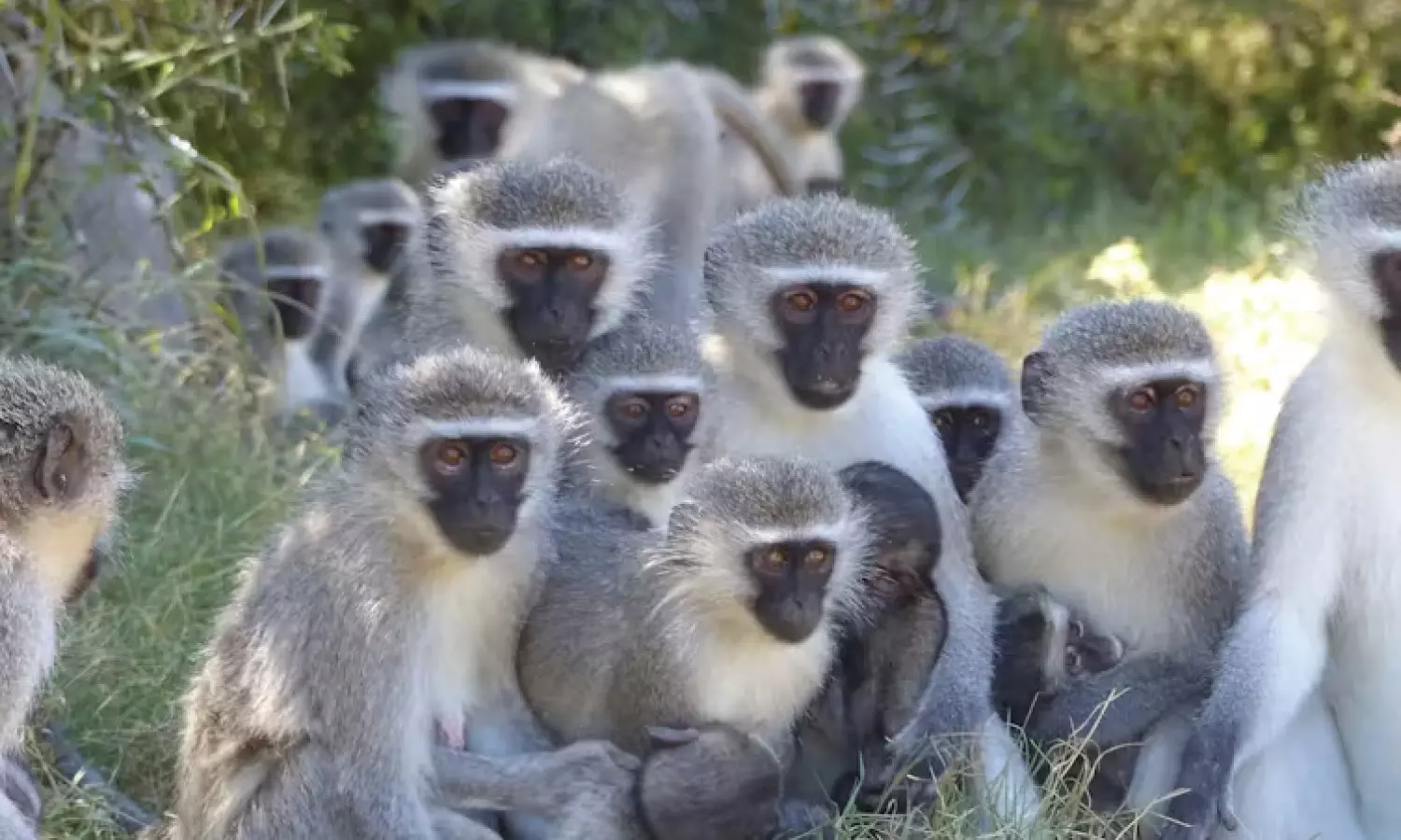 Around 50 monkeys found dead in suspicious circumstances near Vemulawada